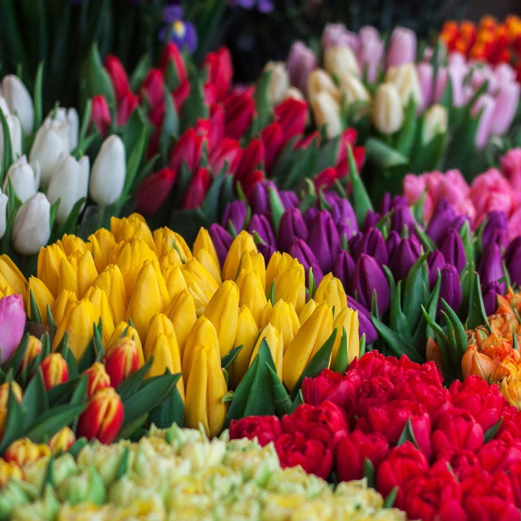 assorted flowers in various colors
